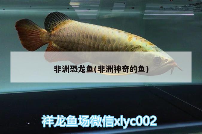 赤峰哪卖生态鱼缸便宜的地方啊：赤峰市卖鱼缸的地方 广州水族批发市场 第3张