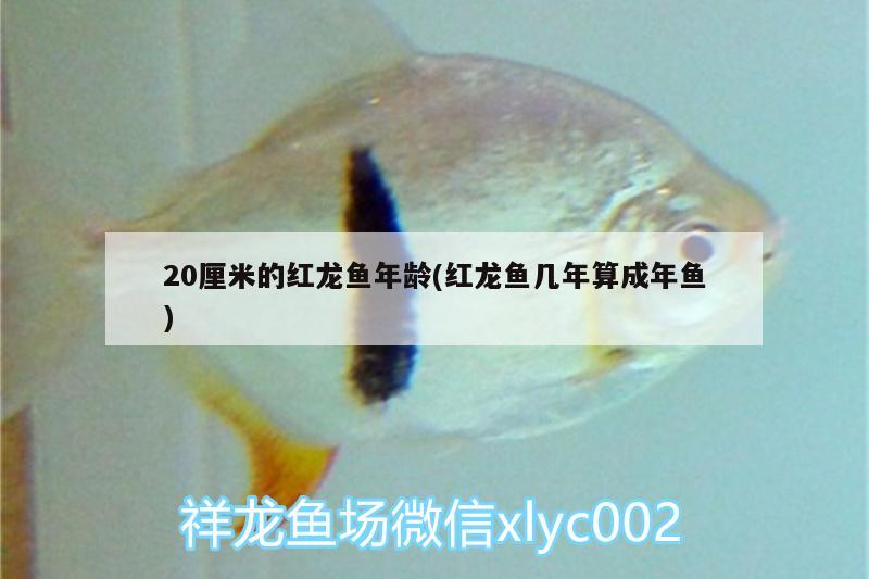 20厘米的红龙鱼年龄(红龙鱼几年算成年鱼) 巴卡雷龙鱼