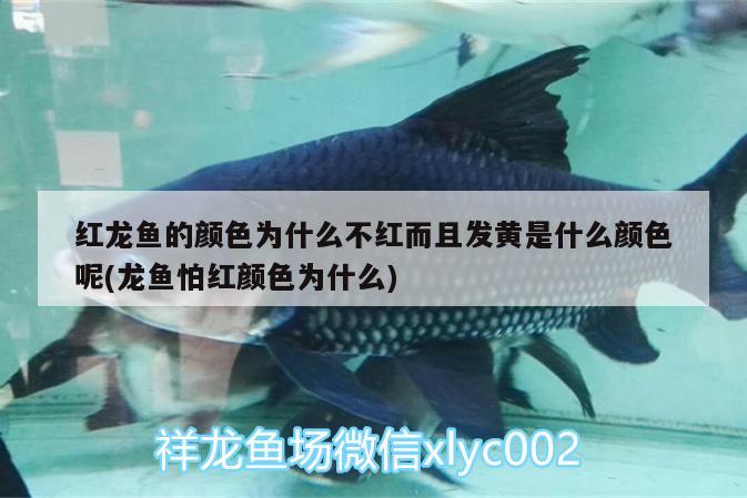 水族工程 水族工程有限公司 赤焰中国虎鱼 第2张