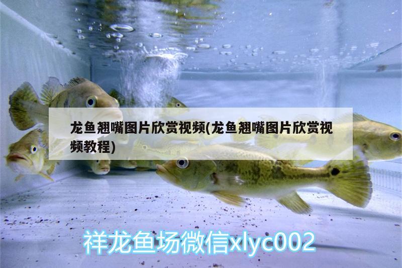 鱼缸水绿怎么清除 鱼缸水绿怎么清除藻类 龙年龙鱼