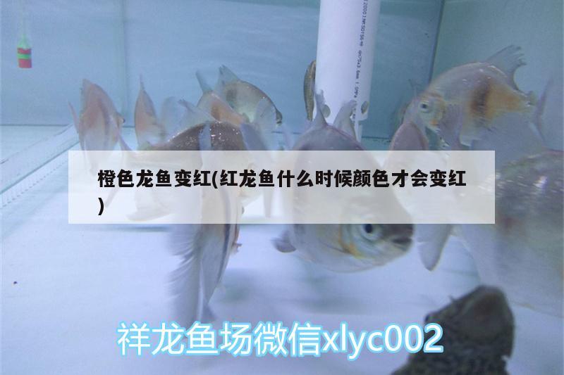 杭州观赏鱼市场远看条龙近看猥琐虫