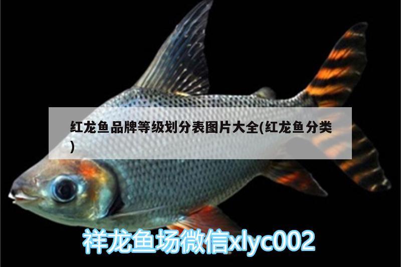 红龙鱼品牌等级划分表图片大全(红龙鱼分类) 观赏鱼市场（混养鱼）