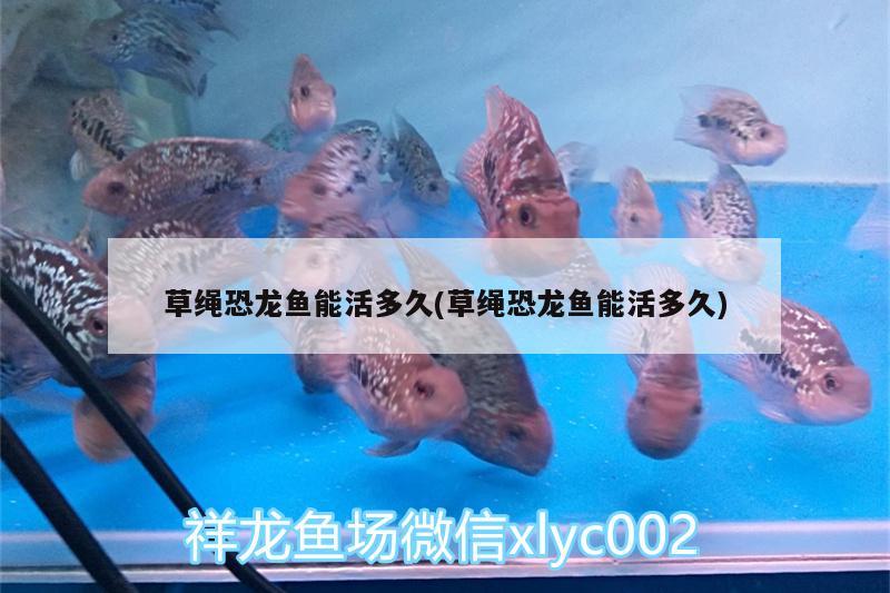 草绳恐龙鱼能活多久(草绳恐龙鱼能活多久) 鱼缸等水族设备
