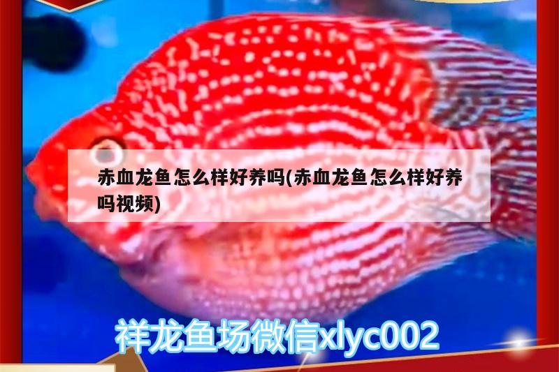 冬天红龙鱼水温多少合适养鱼苗（红龙鱼冬天水温26度可以吗） 玫瑰银版鱼