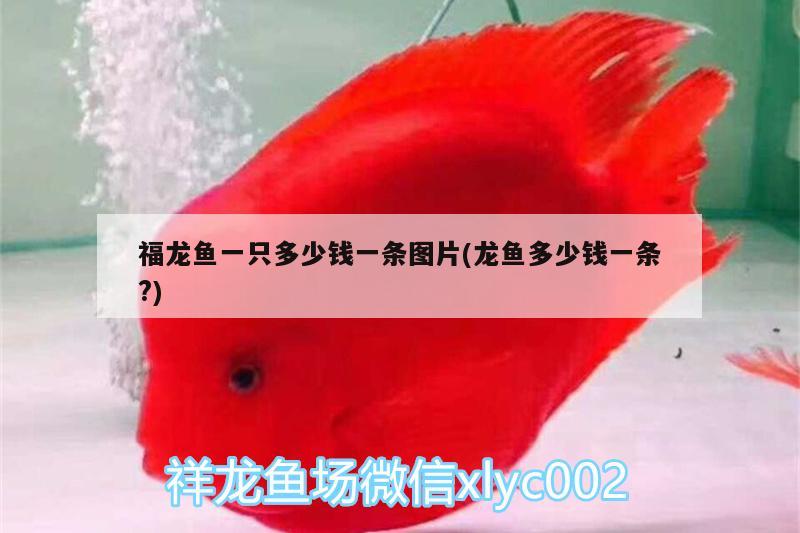 福龙鱼一只多少钱一条图片(龙鱼多少钱一条?) 红勾银版鱼
