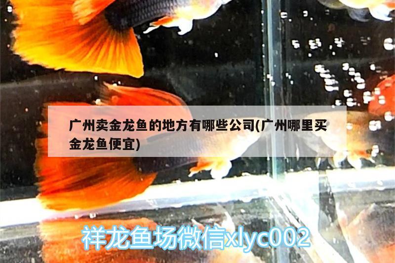 广州卖金龙鱼的地方有哪些公司(广州哪里买金龙鱼便宜)
