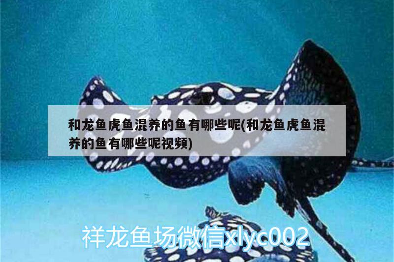 蚌埠观赏鱼市场龙鱼来一波 观赏鱼市场（混养鱼） 第3张