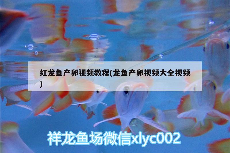 红龙鱼产卵视频教程(龙鱼产卵视频大全视频) 鱼缸水质稳定剂 第2张