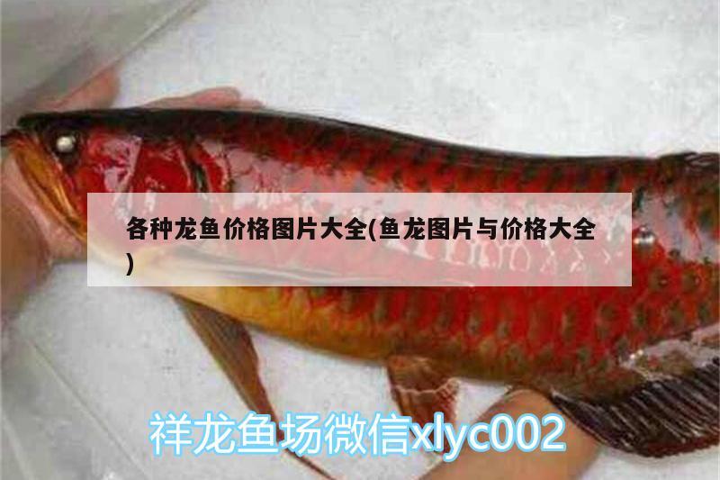 各种龙鱼价格图片大全(鱼龙图片与价格大全) 红白锦鲤鱼