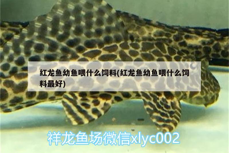 内江观赏鱼市场签到 观赏鱼市场（混养鱼） 第3张
