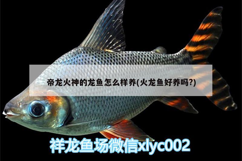 内江观赏鱼市场签到 观赏鱼市场（混养鱼） 第2张