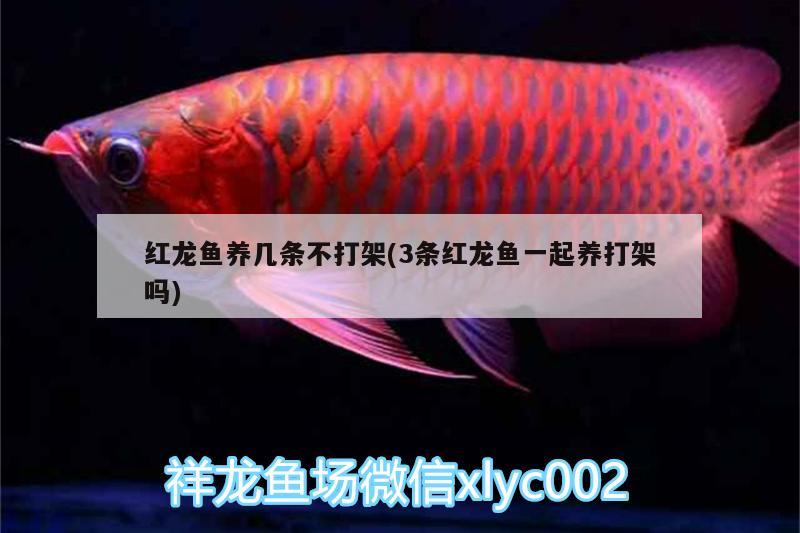 血麒麟红龙鱼：血麒麟红龙鱼能长多大