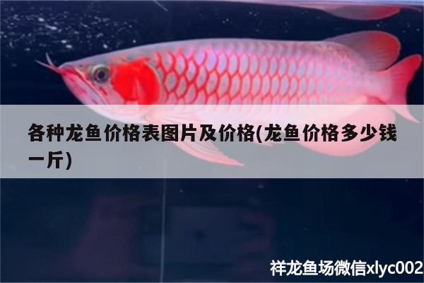 各种龙鱼价格表图片及价格(龙鱼价格多少钱一斤) 红勾银版鱼