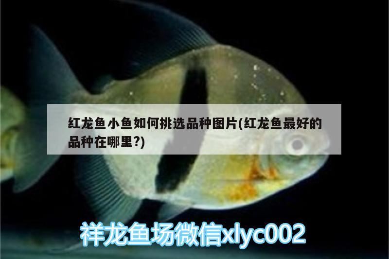 金鱼缸怎么保持干净卫生视频：金鱼缸怎么保持干净卫生视频讲解 广州水族批发市场 第3张