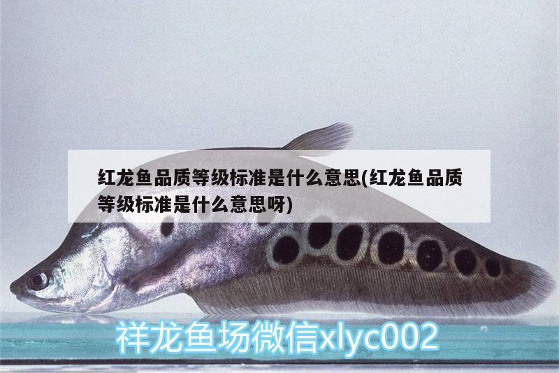 红龙鱼品质等级标准是什么意思(红龙鱼品质等级标准是什么意思呀) 短身红龙鱼