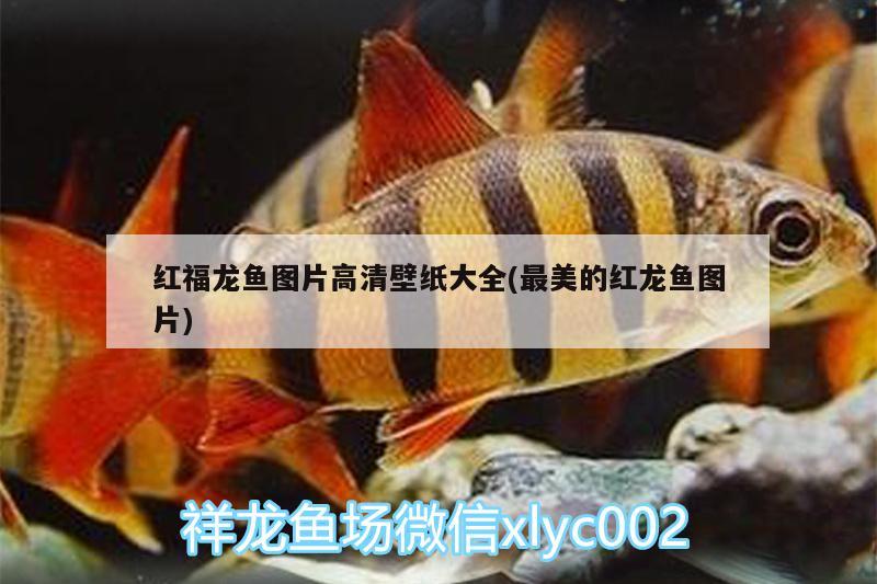 红福龙鱼图片高清壁纸大全(最美的红龙鱼图片) 小型观赏鱼
