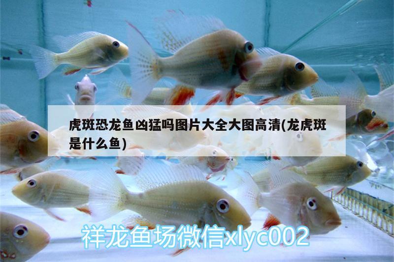 益阳水族馆雀鳝鱼 喷点菠萝鱼 第1张