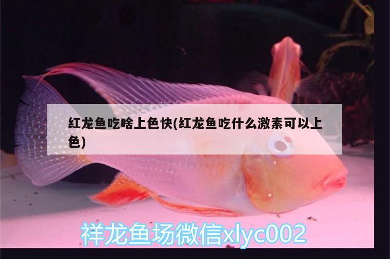 如果到湛江旅游，你最想去哪几个地方，广西北海当地的海鲜主要有什么 养鱼的好处 第3张