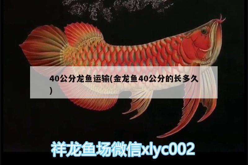 40公分龙鱼运输(金龙鱼40公分的长多久) 泰庞海鲢鱼