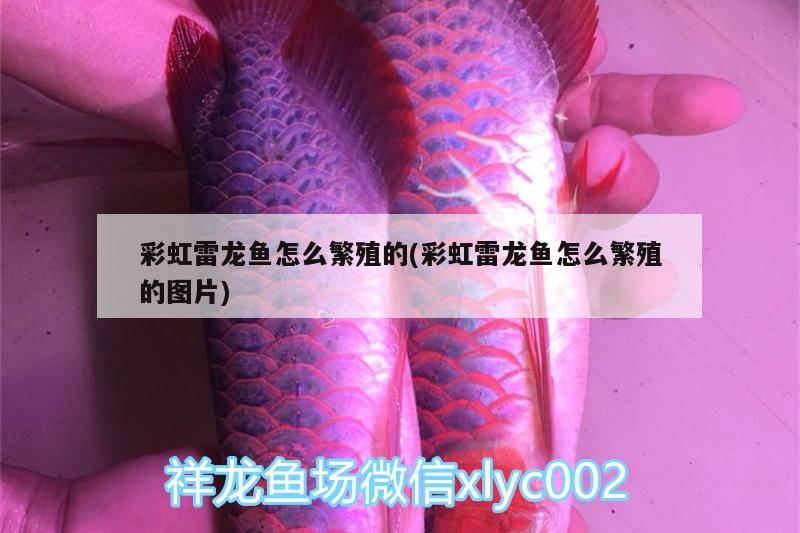 彩虹雷龙鱼怎么繁殖的(彩虹雷龙鱼怎么繁殖的图片) 鱼缸/水族箱