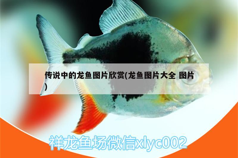 北京观赏鱼市场这条还有希望吗 观赏鱼市场（混养鱼） 第2张