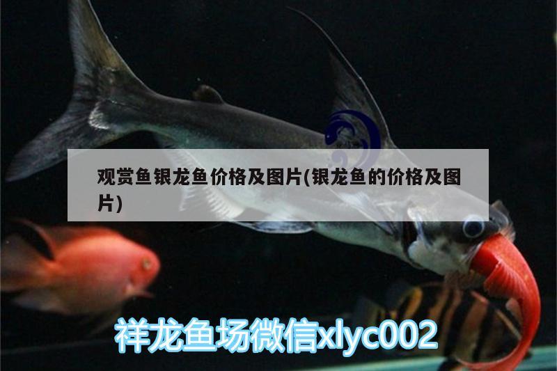 观赏鱼银龙鱼价格及图片(银龙鱼的价格及图片) 银龙鱼