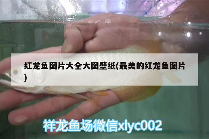 红龙鱼图片大全大图壁纸(最美的红龙鱼图片) 广州水族器材滤材批发市场