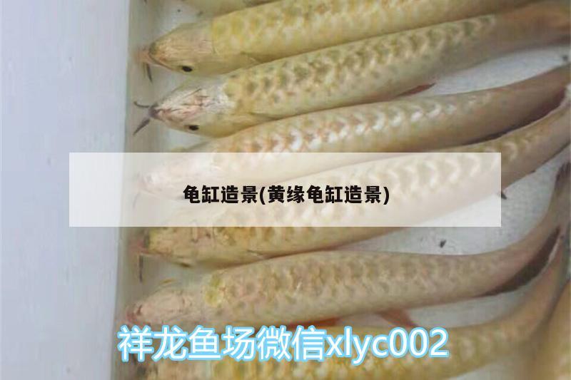 好的金龙鱼多少钱一条啊(金龙鱼价格多少钱一条?) 广州观赏鱼鱼苗批发市场