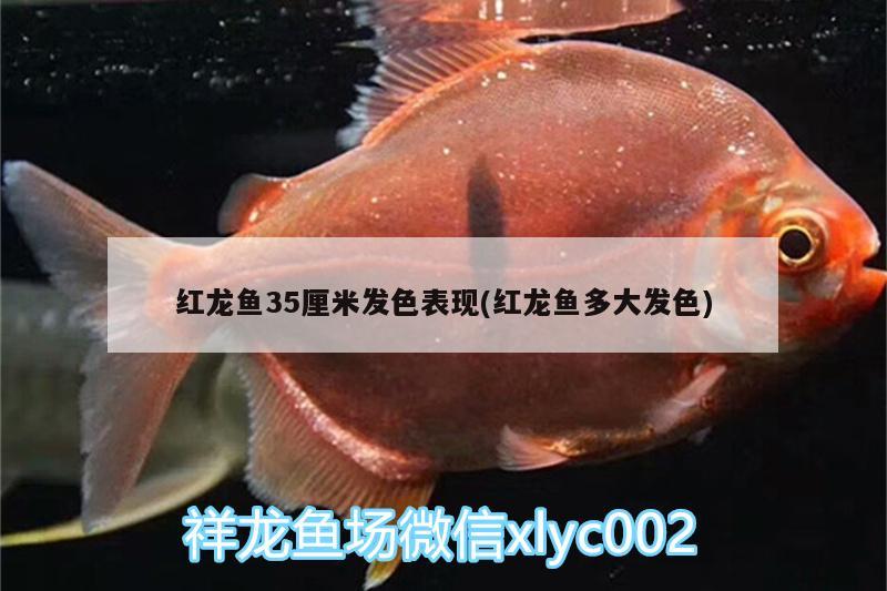 红龙鱼35厘米发色表现(红龙鱼多大发色)
