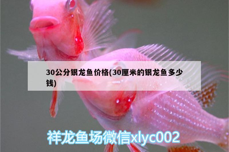 30公分银龙鱼价格(30厘米的银龙鱼多少钱) 银龙鱼