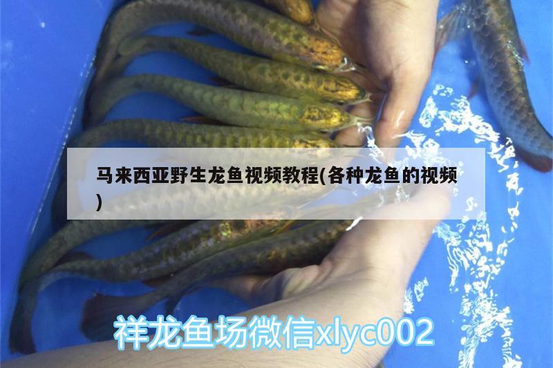 马来西亚野生龙鱼视频教程(各种龙鱼的视频) 白子黄化银龙鱼
