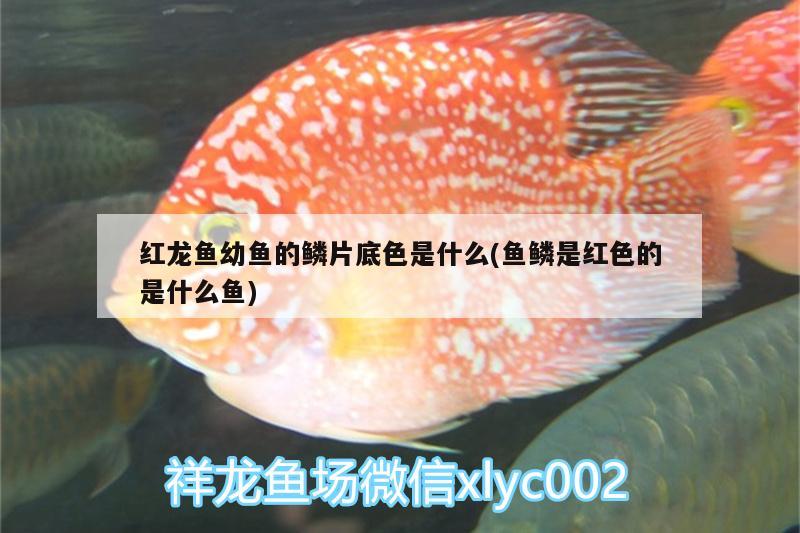 红龙鱼幼鱼的鳞片底色是什么(鱼鳞是红色的是什么鱼) 赛级红龙鱼