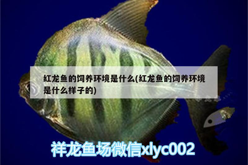红龙鱼的饲养环境是什么(红龙鱼的饲养环境是什么样子的) 熊猫异形鱼L46