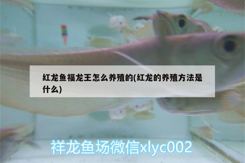 番禺鱼缸专卖店地址查询（广州的番禺、海珠、天河，有哪些适合晚上带）