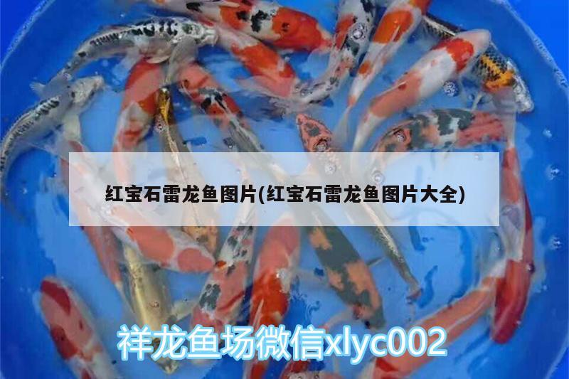 红宝石雷龙鱼图片(红宝石雷龙鱼图片大全) 野生地图鱼