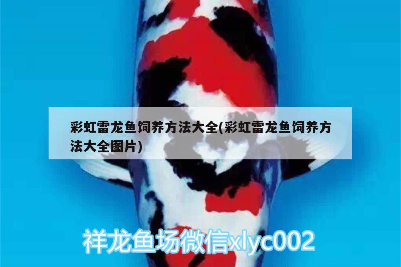 鱼缸工具鱼：鱼缸工具鱼虾 广州水族批发市场 第3张