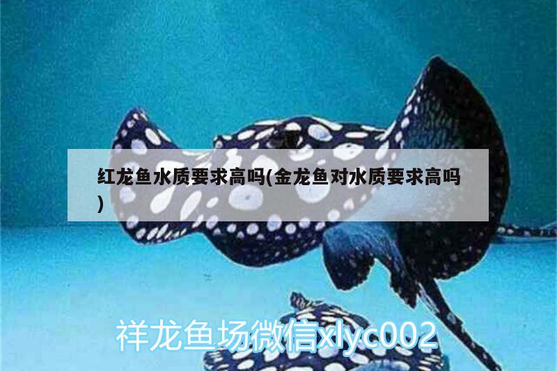 自贡观赏鱼市场武汉加油