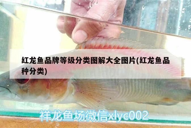 鱼缸工具鱼：鱼缸工具鱼虾 广州水族批发市场 第1张