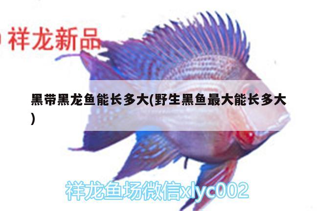 黑带黑龙鱼能长多大(野生黑鱼最大能长多大) 广州祥龙国际水族贸易