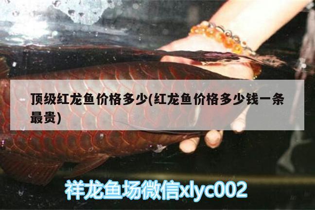 顶级红龙鱼价格多少(红龙鱼价格多少钱一条最贵) 泰国虎鱼