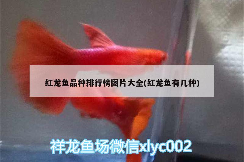 红龙鱼品种排行榜图片大全(红龙鱼有几种)