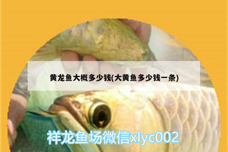 郴州观赏鱼 观赏鱼企业目录 第3张