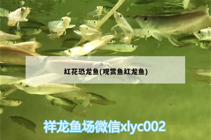 红花恐龙鱼(观赏鱼红龙鱼) 泰庞海鲢鱼