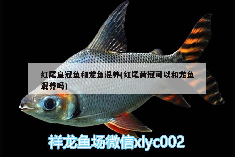 红金龙鱼养殖方法：红金龙鱼养殖方法视频