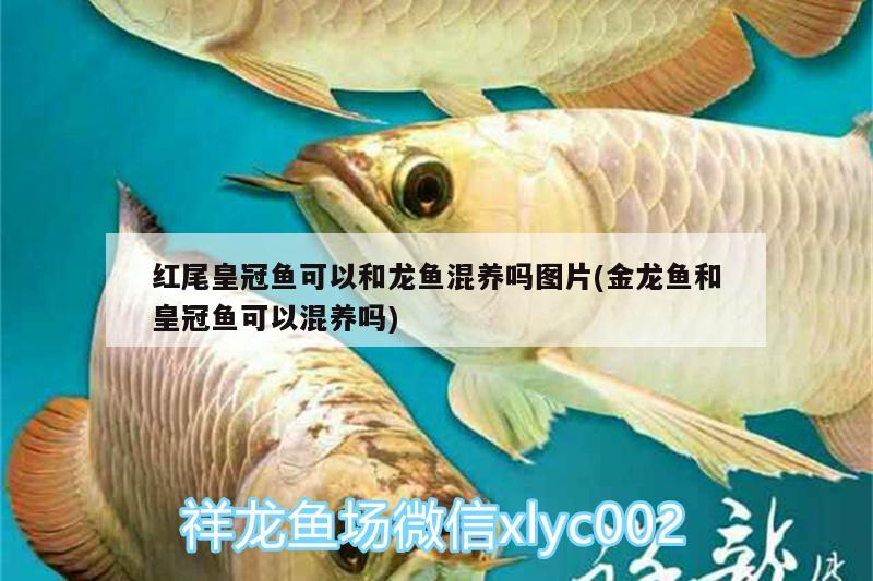 红尾皇冠鱼可以和龙鱼混养吗图片(金龙鱼和皇冠鱼可以混养吗)