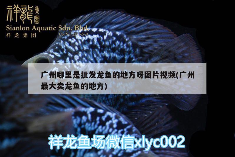 广州哪里是批发龙鱼的地方呀图片视频(广州最大卖龙鱼的地方)