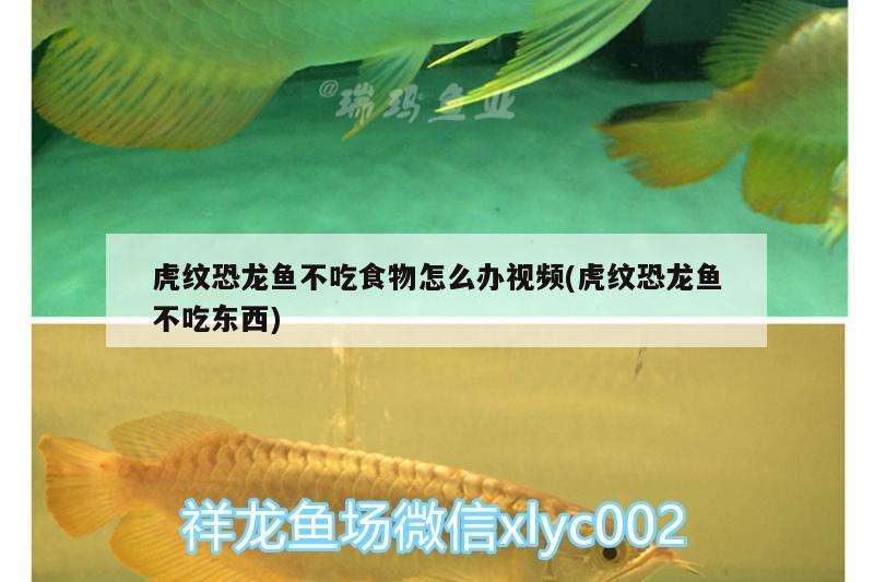 虎纹恐龙鱼不吃食物怎么办视频(虎纹恐龙鱼不吃东西) 广州观赏鱼批发市场