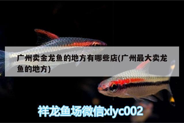红龙鱼的饲养方法和注意事项，红龙鱼喂养红龙鱼的饲料好养殖视频