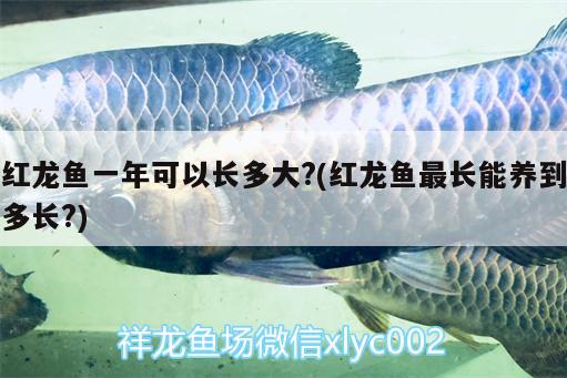 红龙鱼一年可以长多大?(红龙鱼最长能养到多长?) 白子金龙鱼