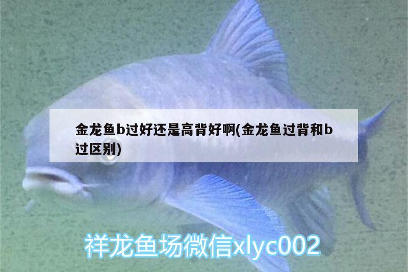 滁州鱼缸生产厂家电话地址查询鱼缸生产厂家电话地址查询方法，滁州鱼缸生产厂家电话地址查询